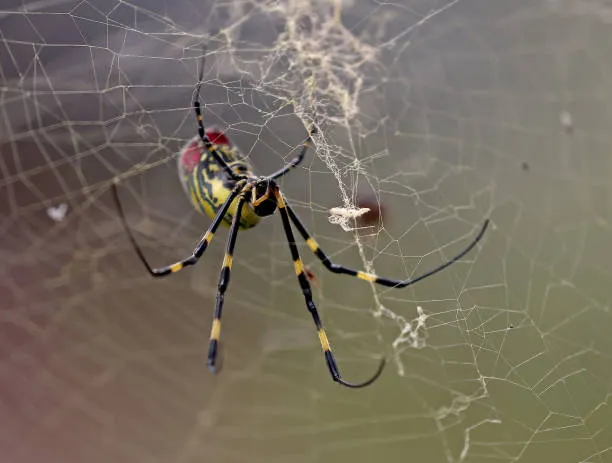 Joro Spider and Web